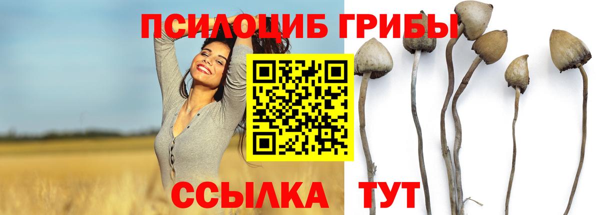 Галлюциногенные грибы GOLDEN TEACHER  купить наркотики цена  Шатура  Вход с VPN 